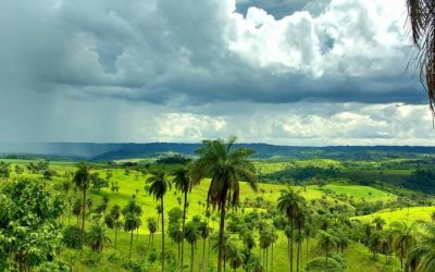 Conheça a INOCAS, startup que produz óleo vegetal sustentável de macaúba