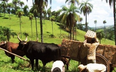 Produção de óleos vegetais sustentáveis de macaúba a partir da introdução de sistema silvipastoril inovador em parceria com agricultores familiares no cerrado