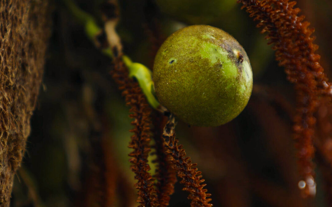 ESTADÃO | Por que a brasileira macaúba é a planta da vez na produção de biocombustíveis