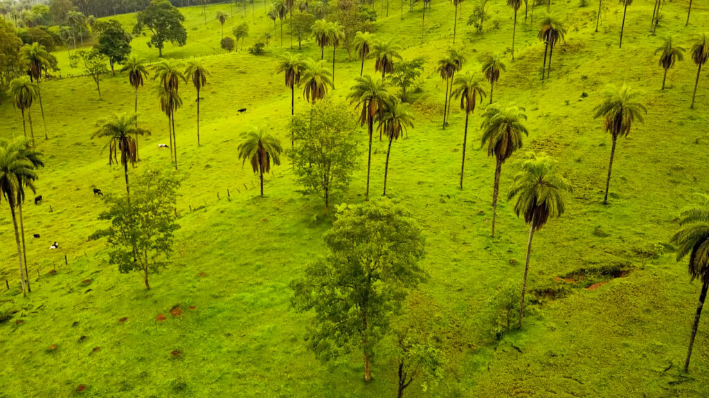 ESTADÃO | Na contramão do cultivo tradicional, cerrado atrai empreendedores que atuam na regeneração do solo