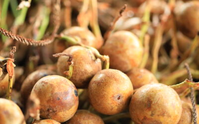 100PORCENTOAGRO | Macaúba: da agricultura familiar para a indústria